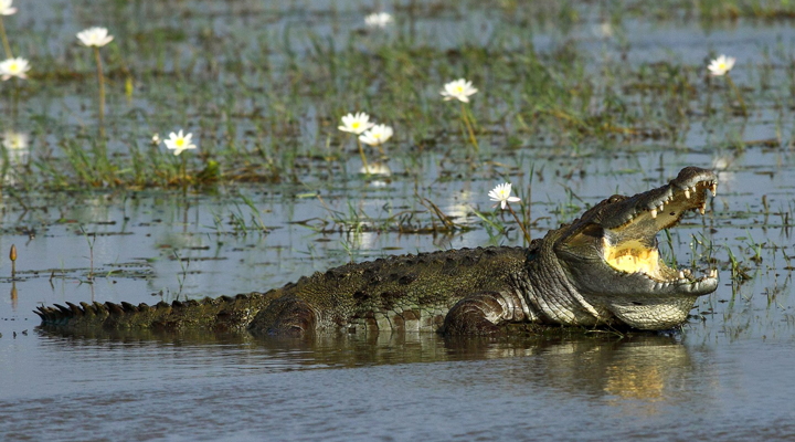 Cinnamon-Wild-Yala-Crocodile-Krokodil-Krokodiler