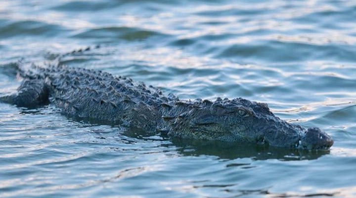 Cinnamon-Wild-Yala-National-Park-Crocodile-Krokodil