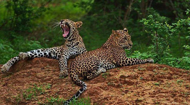 Cinnamon-Wild-Yala-National-Park-Leopard-Leoparder-Safari