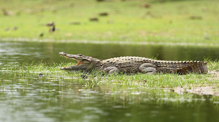 Cinnamon-Wild-Yala-Resort-Spa-Krokodil-Krokodiler