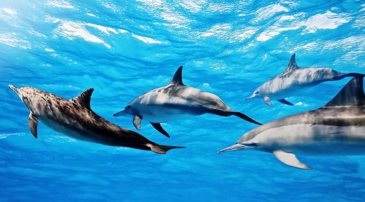 Cocoon-Maldives-Dolphin-Dolphins-Maldiverna