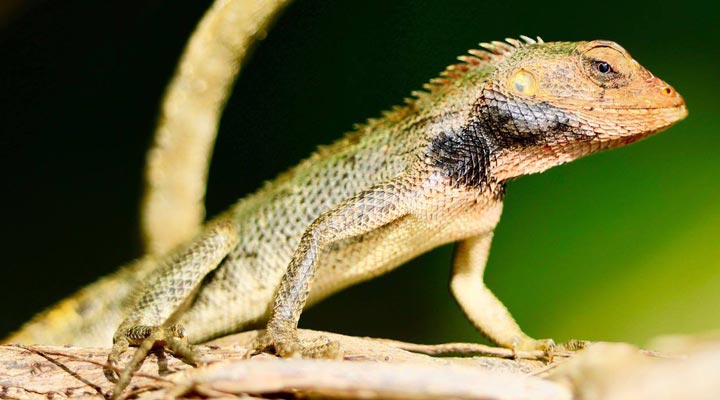 Constance-Belle-Mare-Plage-Lizard-Mauritius-Golf