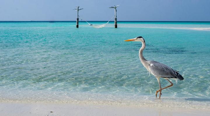 Constance-Moofushi-Resort-Spa-Bird-Birds-Strand-Beach