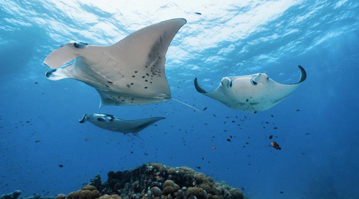 Constance-Moofushi-Resort-Spa-Manta-Mantas-Dive-Diving-Dykning-Dyka-Dyk