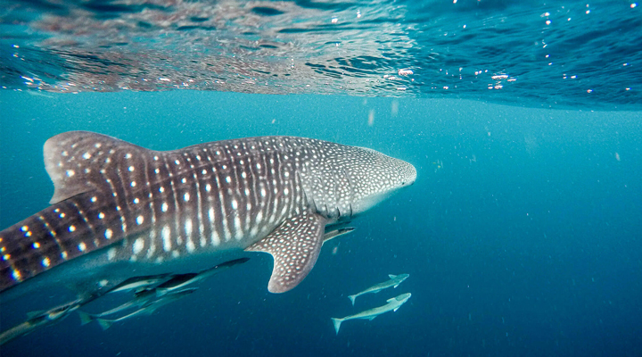 Costabella-Whaleshark-Valhaj