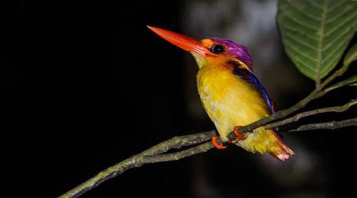 Danum-Valley-Birds