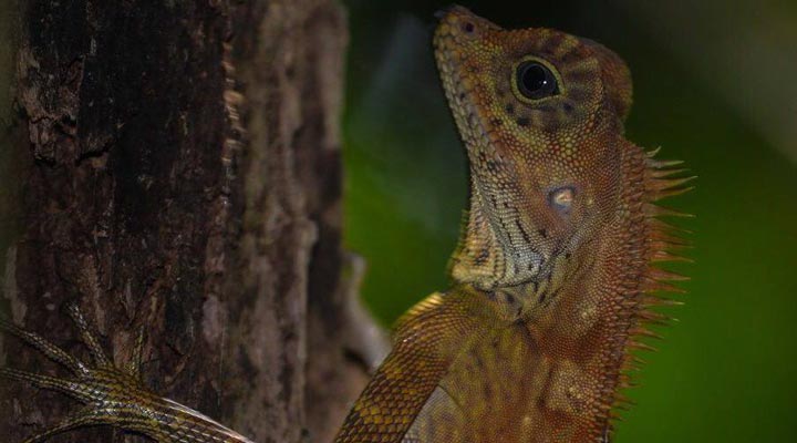 Danum-Valley-Lizard