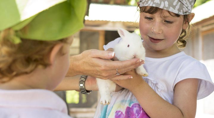 Denis-Island-Private-Bunnny-Kanin-Kaniner-Children-Barn-Barnen