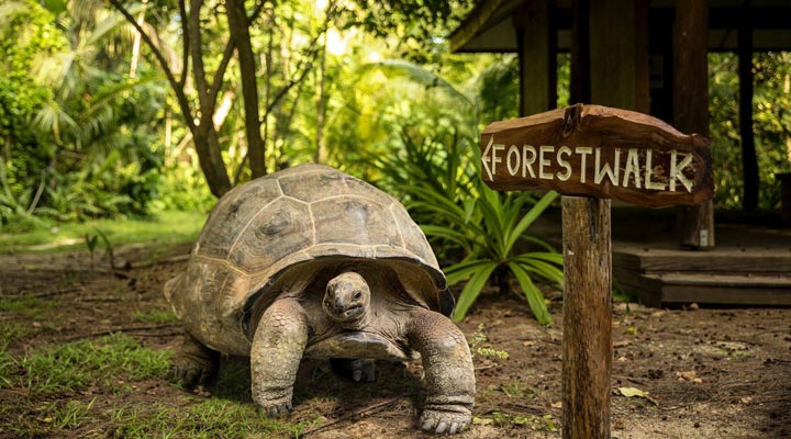 Denis-Private-Island-Forest-Skog-Djungel-Jungle-Turtle-Turtles-Aldabra-Tortoise