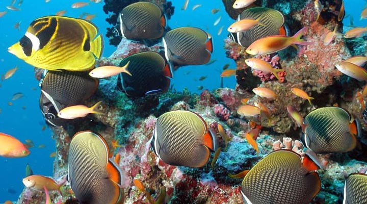 Dhigali-Reef-Rev-Coral-Fish-Fisk-Snorkeling-Fishes