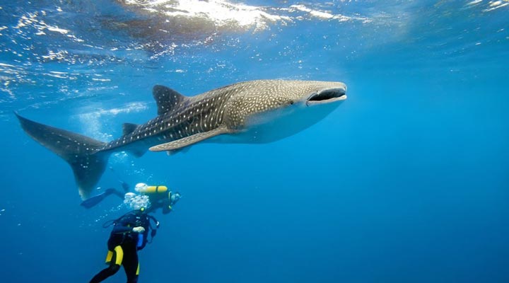 Dhigurah-Whaleshark-Whale-Shark-Maldives