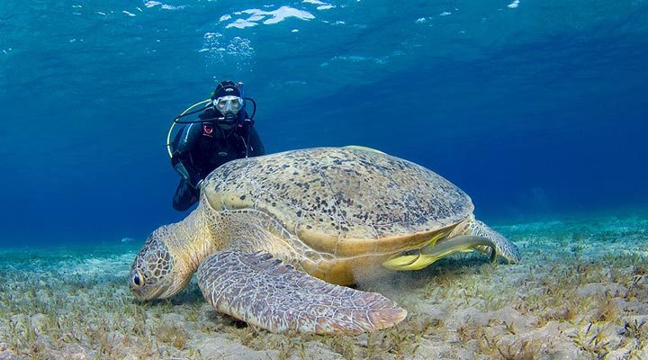 Diving-Turtle-Dykning-Maldiverna-Seychellerna-Filippinerna