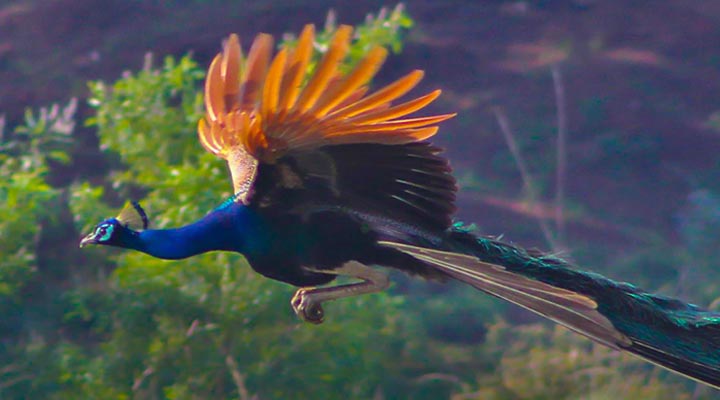 Elephant-Reach-Hotel-Yala-Bird