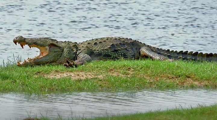 Elephant-Reach-Hotel-Yala-Crocodile-Krokodil