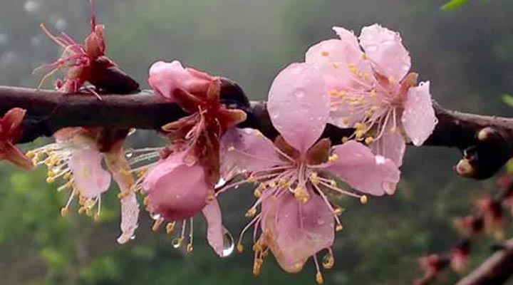 Ella-Flower-Sri-Lanka