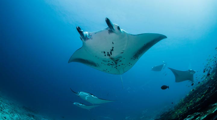 Equator-Village-Resort-Hotel-Spa-Diving-Dive-Manta-Mantas-Gan-Island