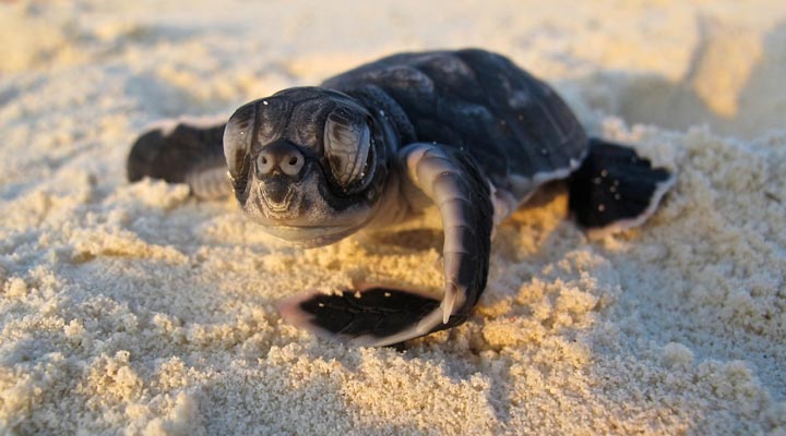 Filippinerna-Turtle-Baby-Bohol-Panglao-Oslob-Sumilon