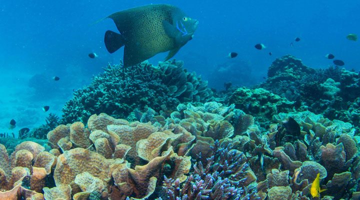 Four-Season-Snorkelings