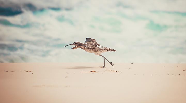 Fregate-Island-Private-Resort-Spa-Bird-Fagel-Birds