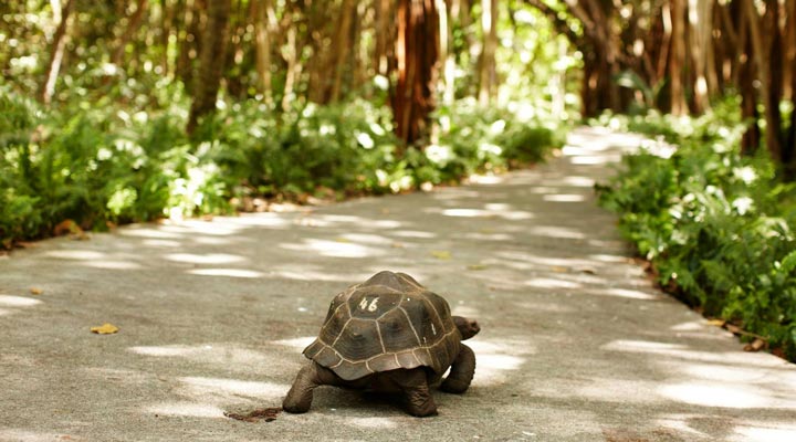 Fregate-Island-Private-Turtle