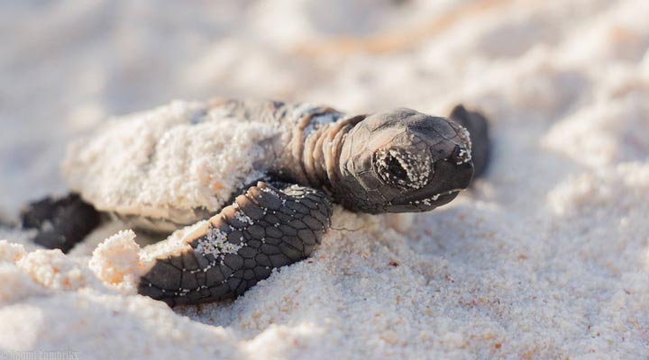 Fregate-Island-Turtle-Seaturtle-Beach-Seychellerna-Seychelles-1