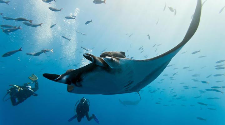 Fushifaru-Manta-Mantas-Manta-Cleaning-Station-Fushifaru-Thila