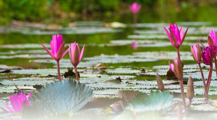 Hambantota-Flower-Blommor-Blomma-Nackros-Lake-Sjo