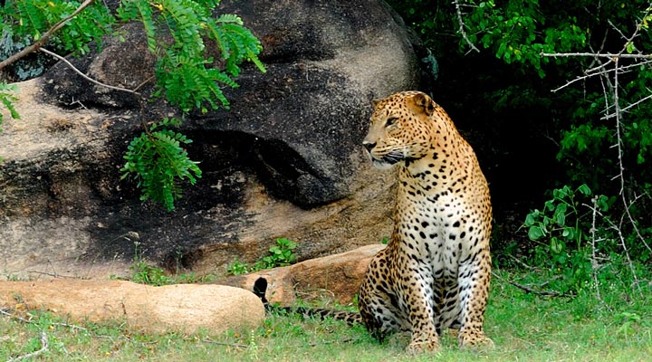 Hambantota-Leopard-Sri-Lanka-Wildlife-Jungle-Djungel