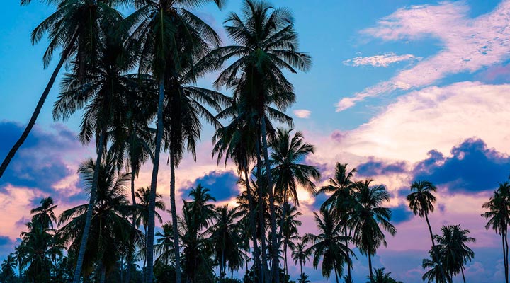 Hambantota-Palm-Palms-Sky-Sri-Lanka-Palmtrees