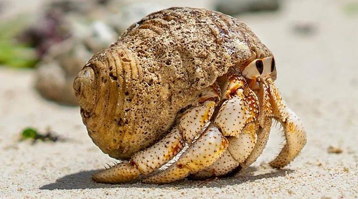 Hermit-Crab-Kempinski-SEZ-Seychellerna-Mahe