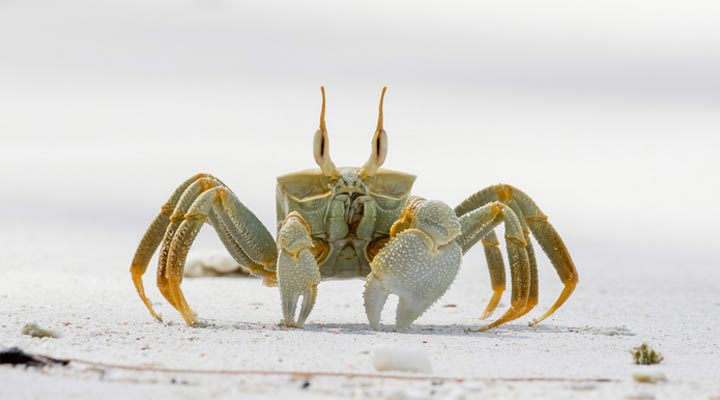 Hilton-Labriz-Resort-Spa-Crab-Krabba