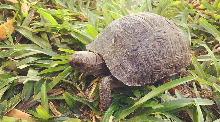 Hilton-Labriz-Turtle-Tortoise-Skoldpadda-Aldabra-Giant-Tortoise