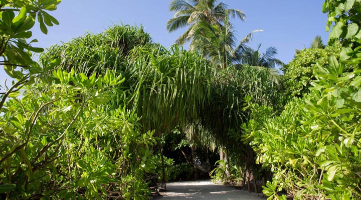 Hurawalhi-Island-Resort-Spa-Greenery-Green-Palm