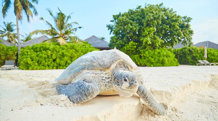 Hurawalhi-Island-Resort-Spa-Turtle-Beach-Strand