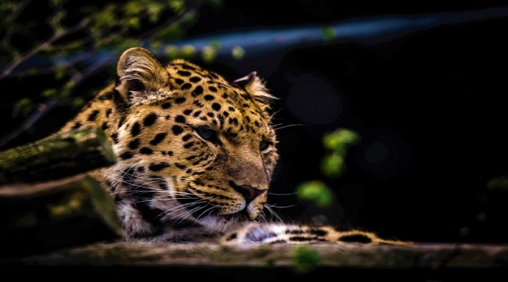 Indien-leopard-indcen-resor-1