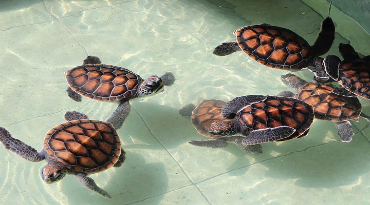 Indonesien-Gili-Islands-Turtle-Baby