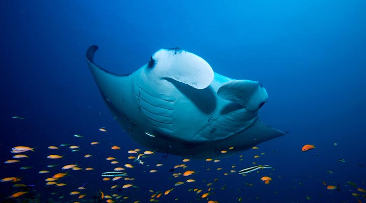 Innahura-Resort-Spa-Manta-Mantas-Dive-Dyk-Snorkla