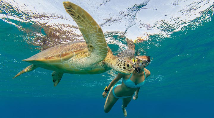 Innahura-Resort-Spa-Snorkeling-Snorkling-Turtle-Turtles-Prodivers