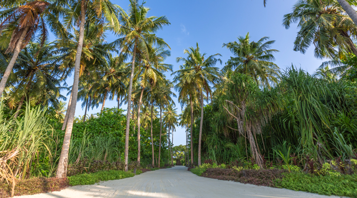 Jawakara-Islands-Natur-naturen-interior-palm-palmer