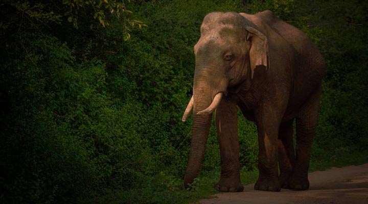 Jetwing-Yala-Resort-Spa-Elephant-Elefant-Yala-Nationalpark-Safari-Sri-Lanka