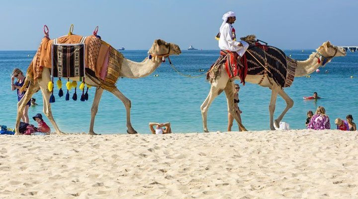 Jumeirah-JBR-Camel-2-2