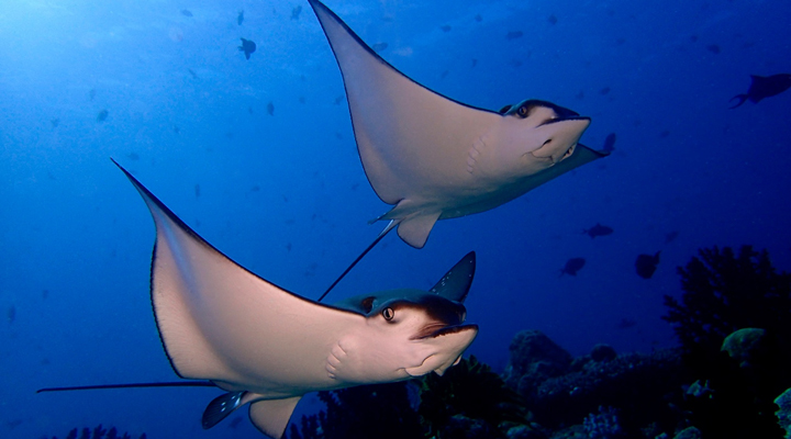 Kagi-Spa-Resort-Ray-Rays-Eagleray