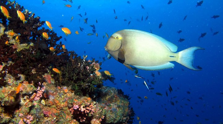 Kandima-Fish-Snorkeling