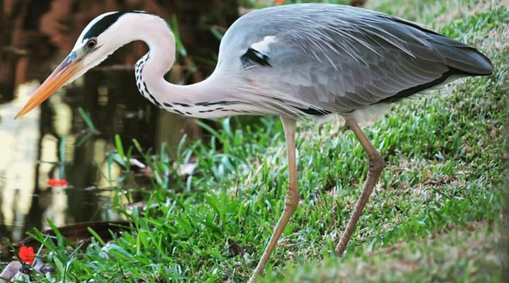 Kempinski-Seychelles-Resort-Spa-Bird-Fagel-Heron-Mahe-Seychelles