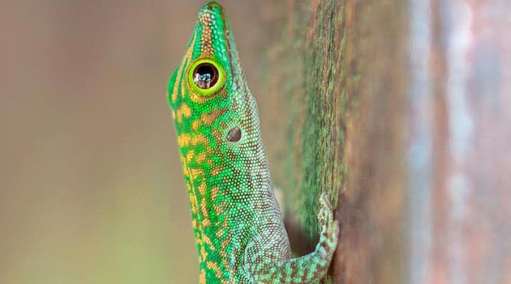 Kempinski-Seychelles-Resort-Spa-Lizard-Gecko-Odla-12