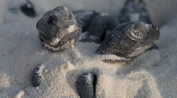 Komandoo-Maldives-Baby-Turtle