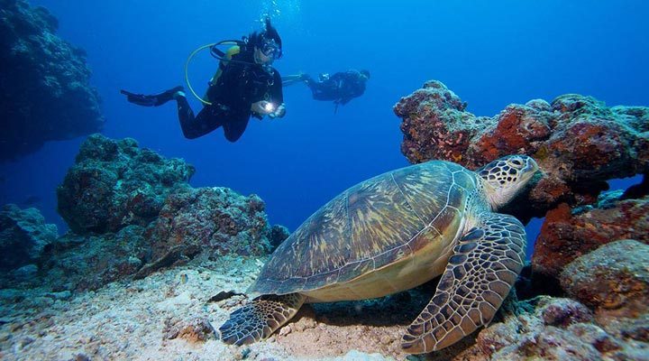 Komandoo-Maldives-Diving-Turtle