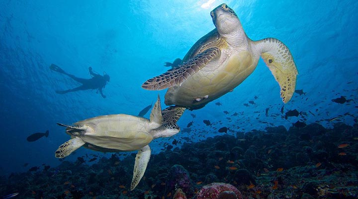 Komandoo-Maldives-Turtle