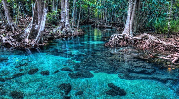 Krabi-Lagoons-Forest