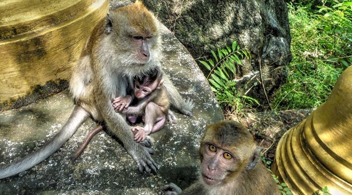 Krabi-Monkeys